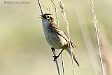 07-06-2021 Breda - Langs de slootkant zingt in de Haagse Beemden een Rietzanger. De vogel probeert met zijn gezang een partner te lokken.  - Fotokrant